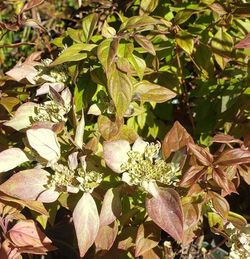 Malcolm's Whiteleaf Mountainmint, Sage, Pycnanthemum albescens 'Malcolm Vidrine'